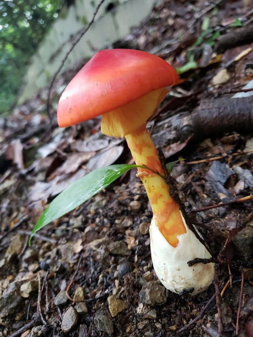 日本菌类爱好者的微距奇迹 童话森林里的蘑菇世界